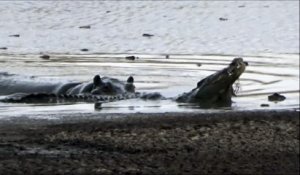 Un crocodile se retrouve piégé par plusieurs hippopotames