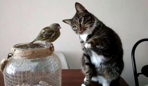Un chat caresse gentiment un oiseau - Quand tu as faim mais que tu es au régime !