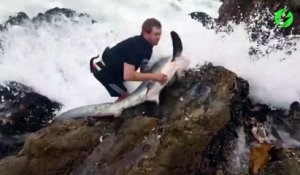 Cet homme courageux prend dénormes risques pour sauver un requin échoué dans les rochers...