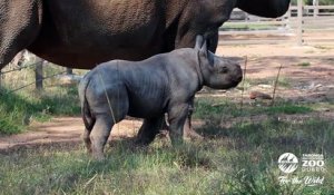 Les premiers pas de ce bébé Rhinocéros est tellement mignon !!