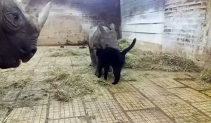 Jeux entre un chat et un bébé rhinocéros : le moment cute du jour !