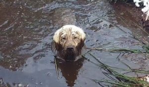 Enorme bain de boue pour ce chien qui se pourrit comme jamais !