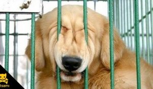 Regardez comment ce chien en cage réussit à s'échapper... Futé le toutou
