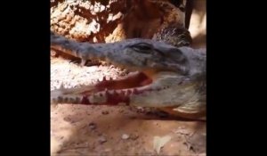 Un crocodile choppe la tête d'un oiseau vraiment idiot...