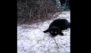 Quand ton chat pète un cable dans la neige... Fou
