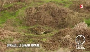 Faune - Oiseaux : le grand voyage