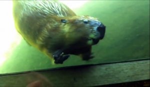 Ce castor adorable fait coucou au touristes à travers la vitre de l'aquarium