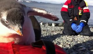 Ce bébé pingouin pas timide vient sauter sur le ventre d'un photographe