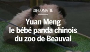 Diplomatie : Yuan Meng, le bébé panda chinois
