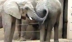 Cet éléphant met sa trompe... dans le derrière d'un autre et mange ce qu'il y trouve !!