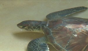 Kenya: le triste sort de tortues assaillies par le plastique