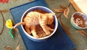 Un chaton dans une gamelle de croquettes