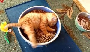 Un chaton se baigne dans sa gamelle
