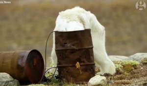 Famine d'un ours polaire à cause du réchauffement climatique