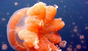 Elle nage dans un lac remplit de millier de méduses Jellyfish. Images magnifiques
