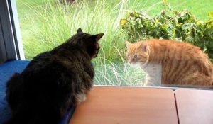 2 chats s'embrouillent à travers la fenêtre !! Sors si t'es un chat !!