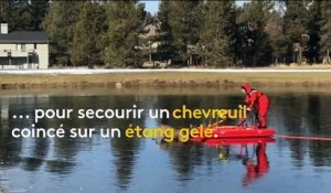 Etats-Unis : un pompier sauve un chevreuil bloqué sur un étang gelé
