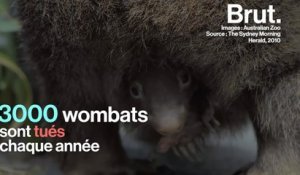 Un bébé wombat sauvé de justesse en Australie