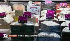 Roquefort : comment les éleveurs protègent leur production