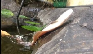 Ce poisson saute hors de l'eau pour attraper de la nourriture... Malin l'animal
