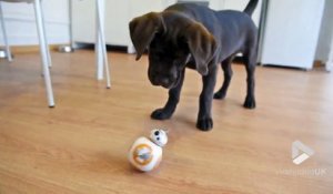 Ce droide BB-8 rend un chien complètement fou !