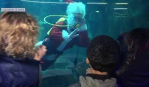 A l'Aquarium de Paris, le Père Noël est comme un poisson dans l'eau