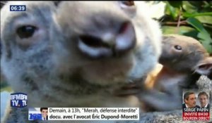 Ce petit koala sort de la poche de sa maman pour la première fois