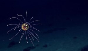 Cette mini pieuvre colorée magnifique a été filmée à 3700m de profondeur dans l'océan Pacifique