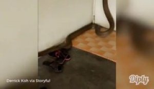 Ce cobra géant essaie de rentrer dans cette maison en Malaisie... Flippant