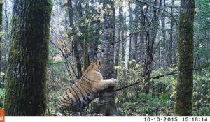 Il filme un tigre de Siberie sauvage en pleine nature... Des images incroyables