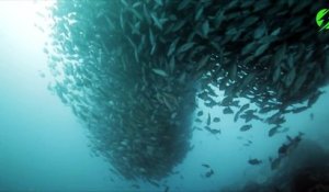 Ce plongeur nage au milieu d'un banc de milliers de thons et c'est magnifique