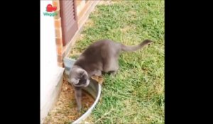 La vidéo hilarante et adorable d'un chat embêté par un tamia