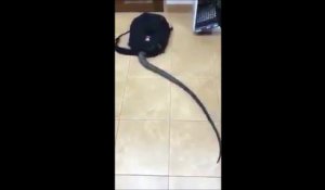 Ce serpent est bien décidé à faire son premier jour d'école... Aller, dans le sac