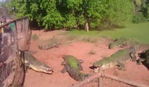 Un crocodile en colère arrache une pate d'un autre crocodile... Cruel