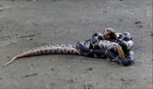 Combat terrible entre 2 serpents... Sans pitié