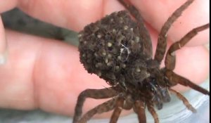 Elle tient dans ses mains une araignée qui porte sur son dos des milliers de bébé