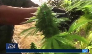 Californie : les réactions après la légalisation du cannabis