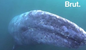 La migration des baleines grises vers les sanctuaires mexicains