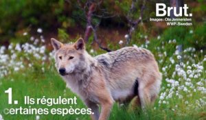 Trois raisons de protéger les loups