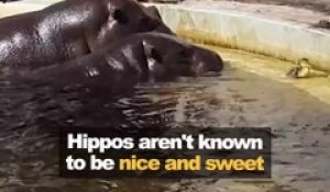Quand 2 hippopotames viennent en aide à un petit caneton... Adorable