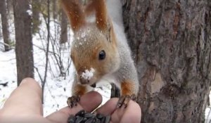 Des écureuils et des oiseaux se nourrissent dans la main d'un homme