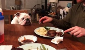 La tête de ce chien devant le steak dans l'assiette de son maître !