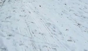 Une chienne fait de la luge