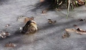Les alligators ont leur truc pour survivre au gel