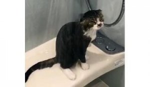 La tête de ce chat sous la douche....