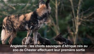 Première sortie des chiots sauvages d'Afrique du zoo de Chester