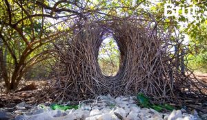 Ces oiseaux construisent les nids les plus complexes au monde