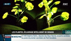 La chronique d'Anthony Morel : Les plantes pourraient devenir l'éclairage de demain - 16/01