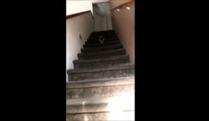 Un mignon petit chiot se rétame complètement dans l'escalier