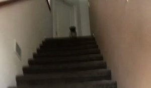 Un chiot descend l'escalier à toute vitesse